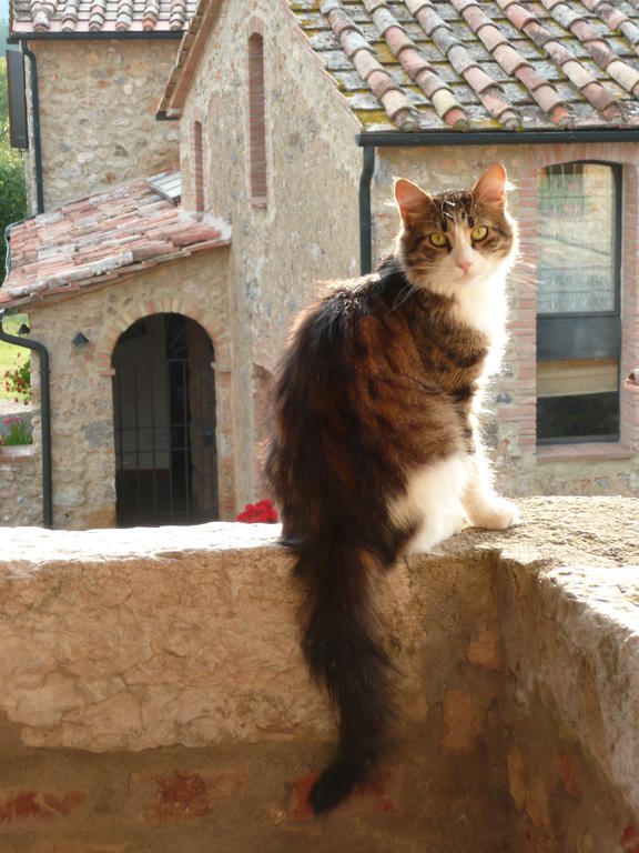 Agriturismo Colli Di Travale Montieri Εξωτερικό φωτογραφία